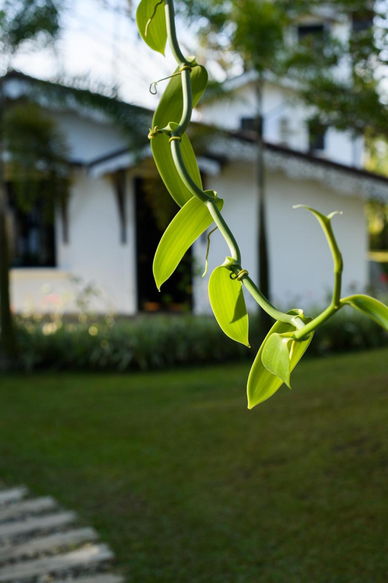 Hotel Roots Retreat Unawatuna Exterior foto